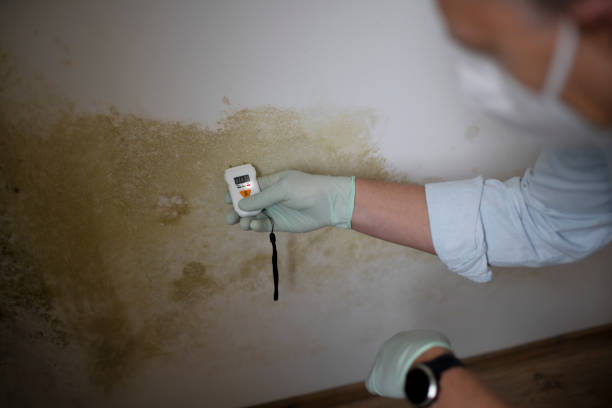 Mold Removal Process in Greenock, PA