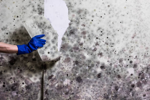 Best Mold Damage Repair  in Greenock, PA