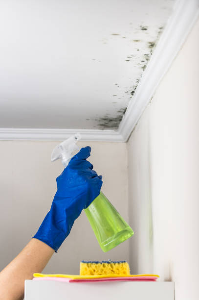 Best Office Mold Removal Services  in Greenock, PA